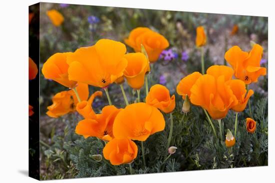 California. California Poppies, and Goldfields Blooming in Early Spring in Antelope Valley-Judith Zimmerman-Premier Image Canvas