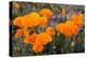 California. California Poppies, and Goldfields Blooming in Early Spring in Antelope Valley-Judith Zimmerman-Premier Image Canvas