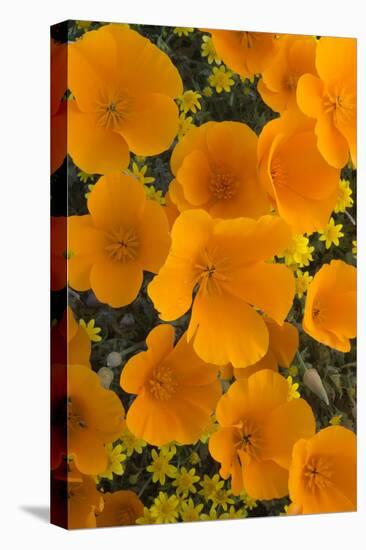 California. California Poppies and Goldfields Blooming in Early Spring in Antelope Valley-Judith Zimmerman-Premier Image Canvas