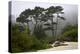 California, Carmel by the Sea. Coastal Trees of Carmel by the Sea-Kymri Wilt-Premier Image Canvas