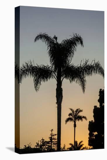 California, Carpinteria, Palm Tree Silhouettes at Sunset-Alison Jones-Premier Image Canvas