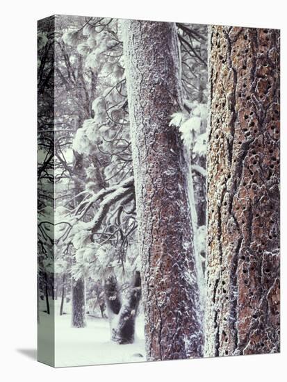 California, Cleveland NF, Acorn Holes on a Ponderosa Pine Tree-Christopher Talbot Frank-Premier Image Canvas