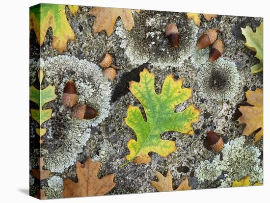 California, Cleveland NF, Acorns and Black Oak Leaves on a A Rock-Christopher Talbot Frank-Premier Image Canvas