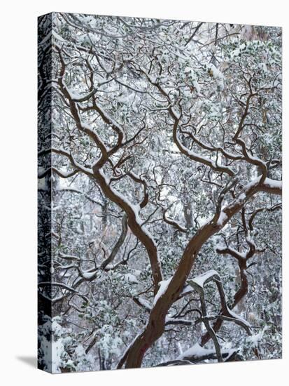 California, Cleveland Nf, Laguna Mountains, Snow Covered Manzanita-Christopher Talbot Frank-Premier Image Canvas