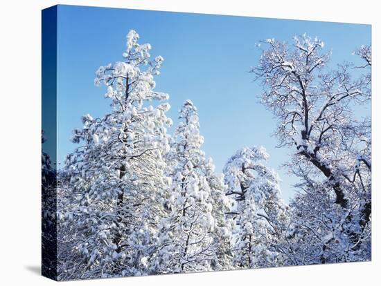 California, Cleveland Nf, Laguna Mts, Snow Covered Pine and Oak-Christopher Talbot Frank-Premier Image Canvas