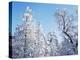 California, Cleveland Nf, Laguna Mts, Snow Covered Pine and Oak-Christopher Talbot Frank-Premier Image Canvas