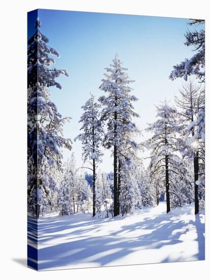 California, Cleveland Nf, Laguna Mts, Sunrise on a Winter Morning-Christopher Talbot Frank-Premier Image Canvas