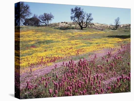 California, Cleveland Nf, Owls Clover and Phlox-Christopher Talbot Frank-Premier Image Canvas