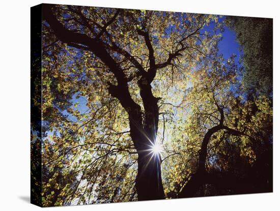 California, Cleveland NF, the Sun's Rays Through a Black Oak Tree-Christopher Talbot Frank-Premier Image Canvas