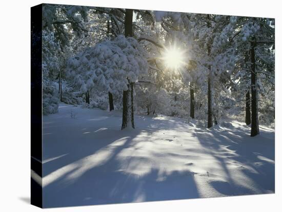 California, Cleveland NF, the Sunbeams Through Snow Covered Pine Trees-Christopher Talbot Frank-Premier Image Canvas