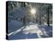 California, Cleveland NF, the Sunbeams Through Snow Covered Pine Trees-Christopher Talbot Frank-Premier Image Canvas