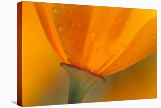 California. Close-Up of California Poppy-Jaynes Gallery-Premier Image Canvas