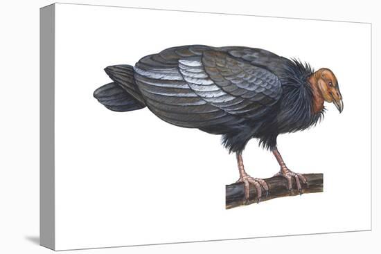 California Condor (Gymnogyps Californianus), Birds-Encyclopaedia Britannica-Stretched Canvas