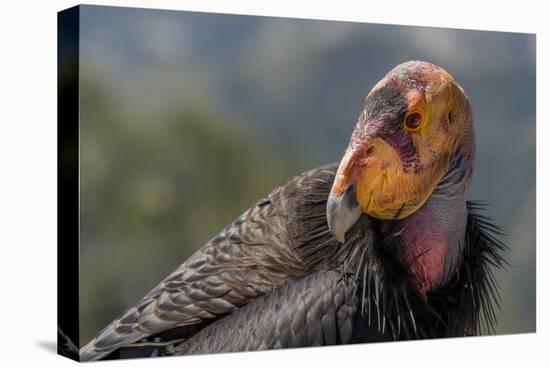 California condor (Gymnogyps californianus). in wild, Baja, Mexico.-Jeff Foott-Premier Image Canvas