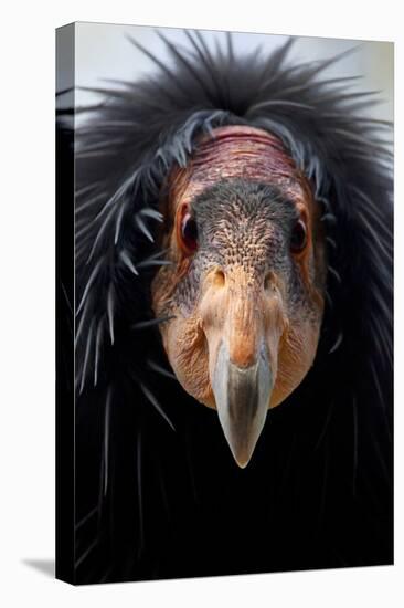 California Condor (Gymnogyps Californianus), Iucn Critically Endangered, Captive-Claudio Contreras-Premier Image Canvas