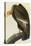 California Condor-John James Audubon-Stretched Canvas