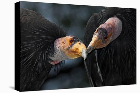 California Condors (Gymnnogyps Californicus) Interacting. Captive. Endangered Species-Claudio Contreras-Premier Image Canvas