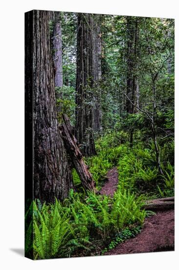 California, Crescent City, Damnation Creek Trail-Joe Restuccia III-Premier Image Canvas