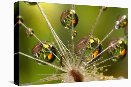 California. Dandelion and Water Droplets-Jaynes Gallery-Premier Image Canvas