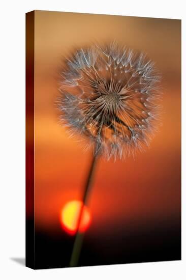 California. Dandelion at Sunset-Jaynes Gallery-Premier Image Canvas