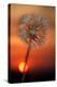 California. Dandelion at Sunset-Jaynes Gallery-Premier Image Canvas