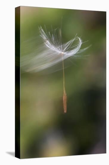 California. Dandelion Blowing in the Wind-Jaynes Gallery-Premier Image Canvas