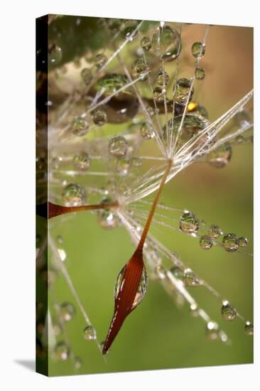 California. Dandelions and Water Droplets-Jaynes Gallery-Premier Image Canvas