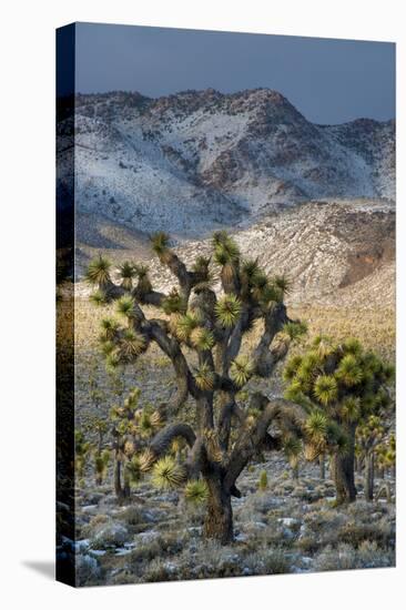 California. Death Valley National Park. Joshua Trees in the Snow, Lee Flat-Judith Zimmerman-Premier Image Canvas