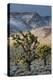 California. Death Valley National Park. Joshua Trees in the Snow, Lee Flat-Judith Zimmerman-Premier Image Canvas