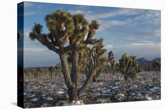 California, Death Valley National Park. Joshua Trees in the Snow, Lee Flat-Judith Zimmerman-Premier Image Canvas