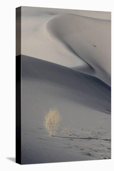California. Death Valley National Park. Sunset Shadow on Dunes and Lone Plant in Eureka Sand Dunes-Judith Zimmerman-Premier Image Canvas