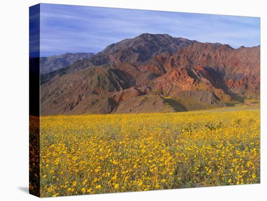 California, Death Valley National Park-John Barger-Premier Image Canvas