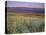 California, Death Valley National Park-John Barger-Premier Image Canvas