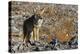 California, Death Valley NP. A Coyote in the Wild at Death Valley-Kymri Wilt-Premier Image Canvas