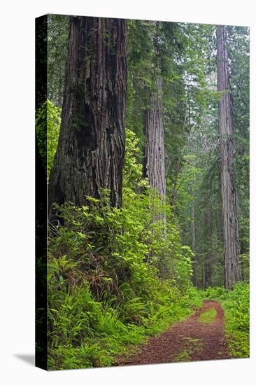 California, Del Norte Coast Redwoods State Park, Damnation Creek Trail and Redwood trees-Jamie & Judy Wild-Premier Image Canvas
