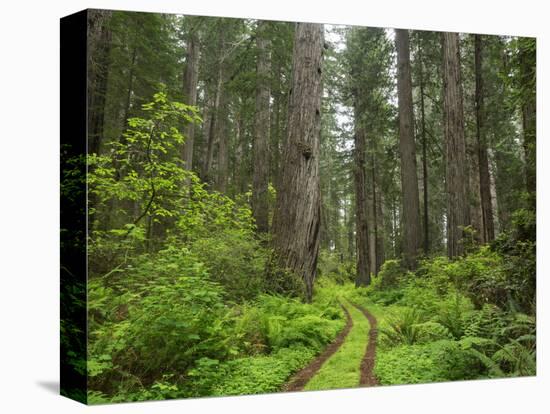 California, Del Norte Coast Redwoods State Park, Damnation Creek Trail and Redwood trees-Jamie & Judy Wild-Premier Image Canvas