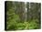 California, Del Norte Coast Redwoods State Park, Damnation Creek Trail and Redwood trees-Jamie & Judy Wild-Premier Image Canvas