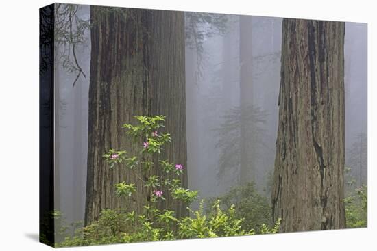 California, Del Norte Coast Redwoods State Park, redwood trees with rhododendrons-Jamie & Judy Wild-Premier Image Canvas