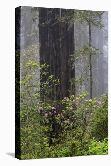 California, Del Norte Coast Redwoods State Park, redwood trees with rhododendrons-Jamie & Judy Wild-Premier Image Canvas