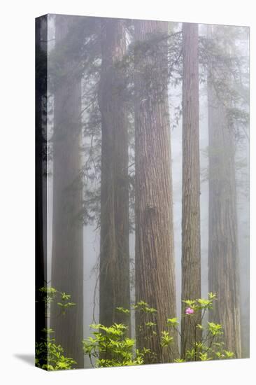 California, Del Norte Coast Redwoods State Park, redwood trees with rhododendrons-Jamie & Judy Wild-Premier Image Canvas