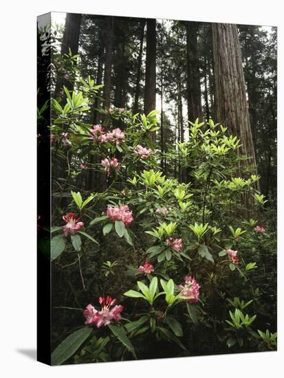 California, Del Norte Redwood Sp, Rhododendron in Coast Redwood Forest-Christopher Talbot Frank-Premier Image Canvas