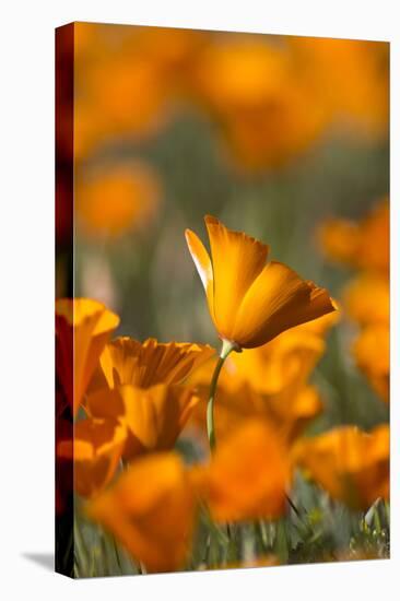 California. Detail of California Poppy , Antelope Valley-Judith Zimmerman-Premier Image Canvas