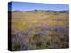 California, Douglas Lupine, California Poppy-John Barger-Premier Image Canvas