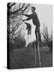 California Farmer Using Stilts for Picking Fruit-Ralph Crane-Premier Image Canvas