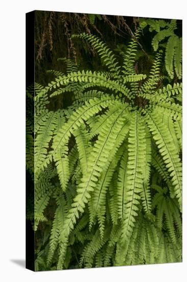 California. Five-Finger Fern, Western Maidenhair Fern, Redwood National and State Park-Judith Zimmerman-Premier Image Canvas