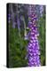 California. Foxglove, Bald Hills Road, Redwood National and State Park-Judith Zimmerman-Premier Image Canvas