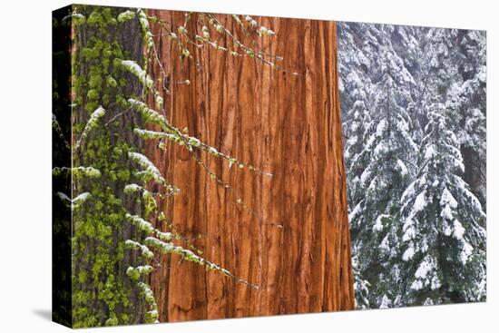 California, Giant Sequoia in Winter, Giant Forest, Sequoia National Park-Russ Bishop-Premier Image Canvas