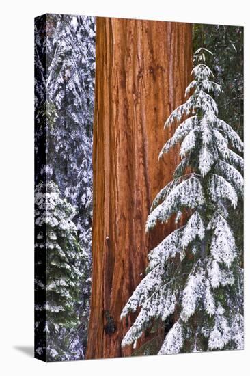 California, Giant Sequoia in Winter, Giant Forest, Sequoia National Park-Russ Bishop-Premier Image Canvas