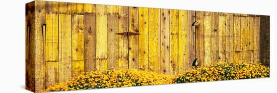 California Golden Poppies (Eschscholzia Californica) in Front of Weathered Wooden Barn-null-Stretched Canvas