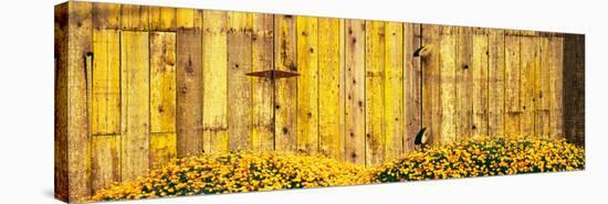 California Golden Poppies (Eschscholzia Californica) in Front of Weathered Wooden Barn-null-Stretched Canvas